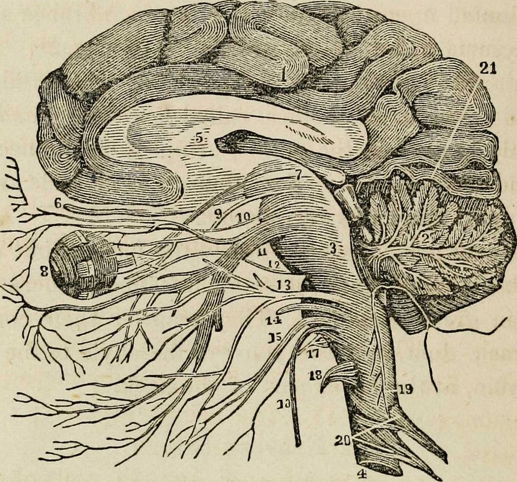 If you’re reading this page, chances are you’ve recently heard that you need to have a craniotomy. Try not to worry. Although, yes, this is brai