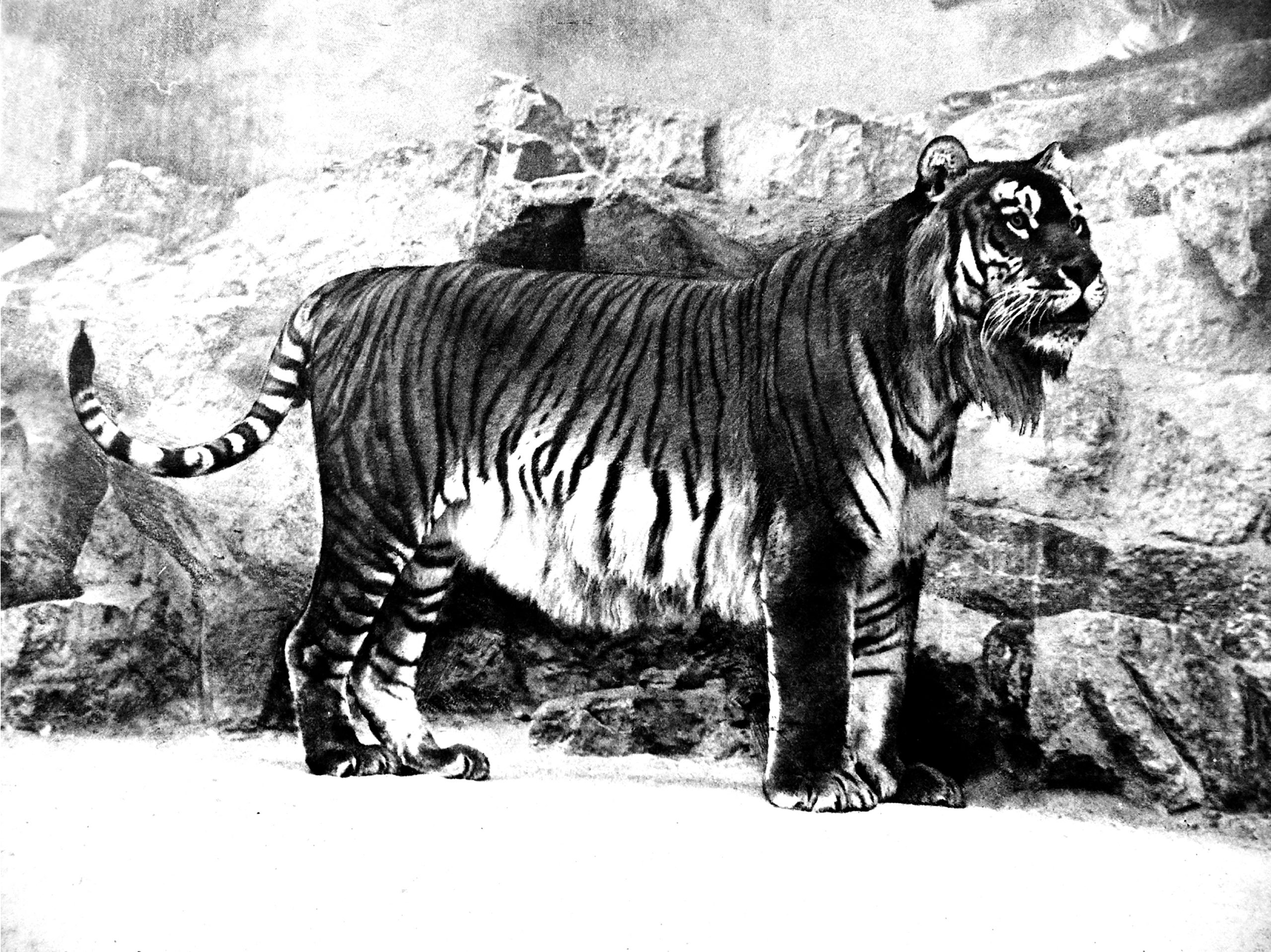 Все вымершие живут. Туранский (Каспийский) тигр. Закавказский тигр. Туранский тигр вымерший вид. Туранский, или Закавказский тигр.