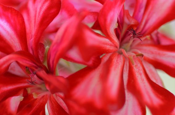 close up of red flowers