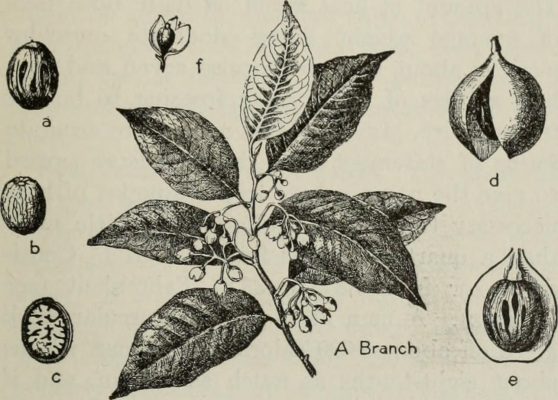 botanical drawing of a nutmeg plant