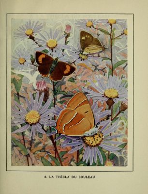 colourful butterflies sitting on pale flowers