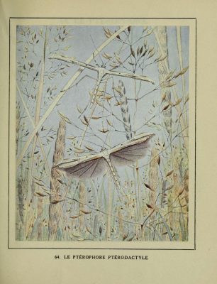 white insects hover amongst wheat