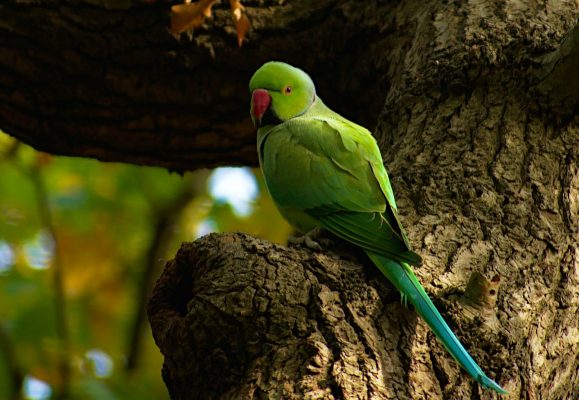 a rose-ringed green parakeet sits on a tree branch