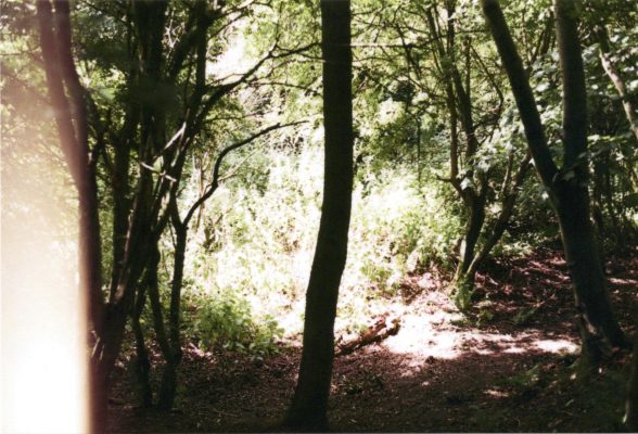 a photograph of a thin tree with bright light behind it in a forest