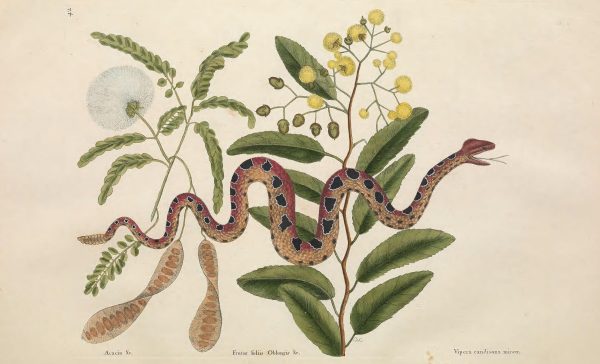 a botanical drawing of a tamarind plant overlaid with a thin snake