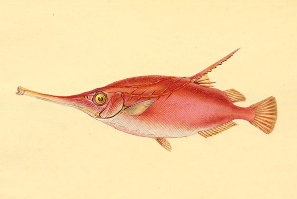 an old drawing of a red fish, with a thin mouth that extends out from its body like a tube