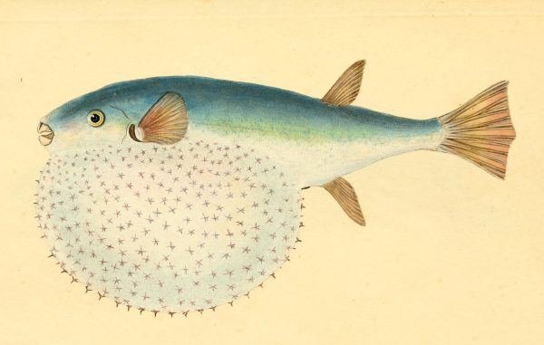 an old drawing of a blue and white fish, a round spiky ball protrudes out from under its mouth