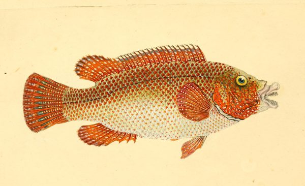 an old drawing of a red scaly fish with big eyes and sharp teeth that extend out of its mouth
