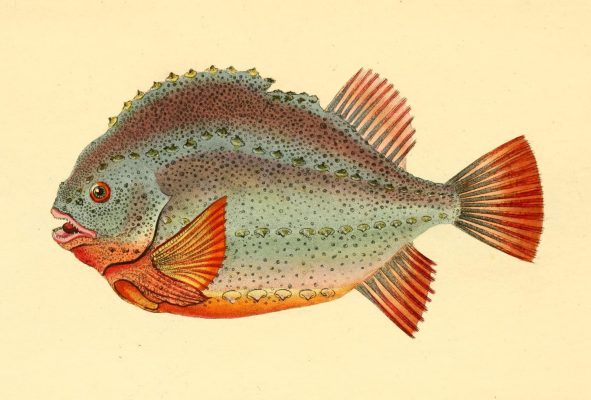 an old drawing of a blue fish with red fins. the fish is almost circular from the side and has big eyes and a slightly open mouth