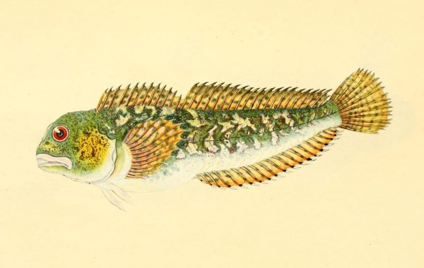 an old drawing of a green fish with a red eye and yellow fins