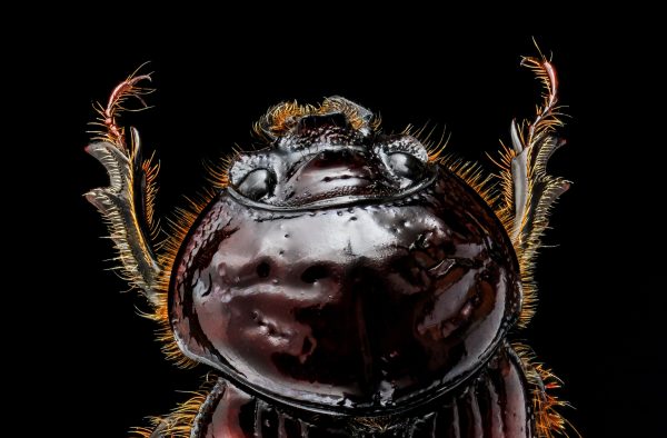 a close up of a brown beetle, top down on a black background, with hairy arms outstretched upwards