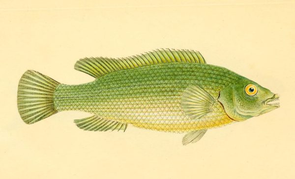 an old drawing of a green fish