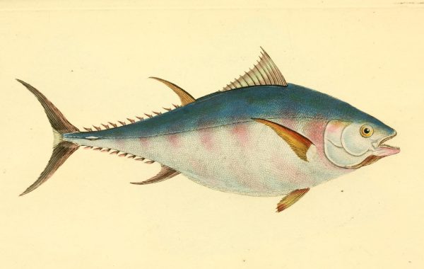 an old drawing of a fish, grey mostly but blue on the top. it has very thin fins and looks streamlined, tapering from just after its head to its tail