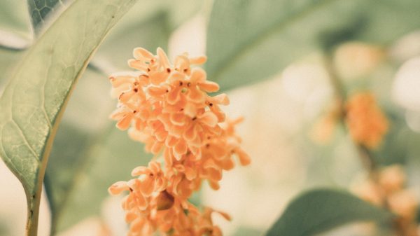 a photo of an osmanthus blossom in bloom.