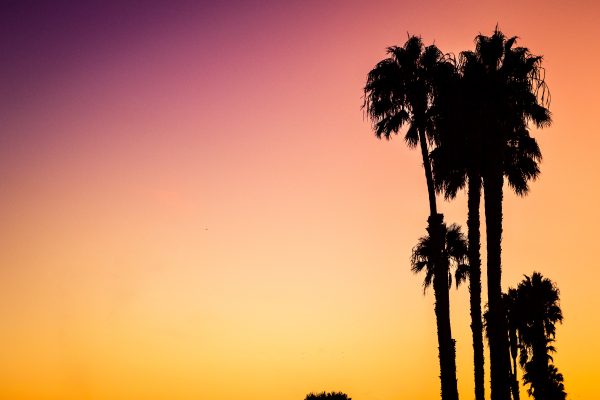 a sunset, with a gradient from purple to yellow, with the silhouettes of palm tress on the right hand side